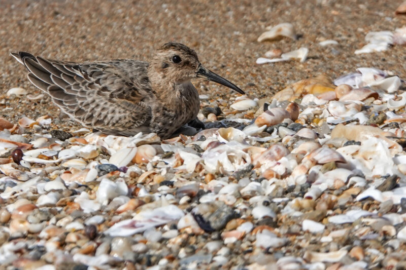 Bécasseau variable juvénile